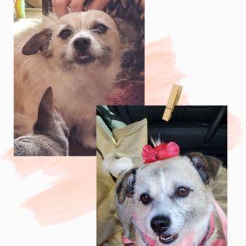 Pet Haven Salon - A little before and after my happy girl - Pet Groomers Near Me - Kapolei, Hawaii Pet Haven Salon - A little before and after my happy girl - Pet Groomers Near Me - Kapolei, Hawaii