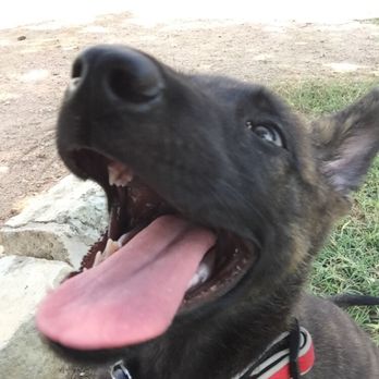 Cappel Canine - Willie as a puppy! - Pet Training Near Me - Burleson, Texas Cappel Canine - Willie as a puppy! - Pet Training Near Me - Burleson, Texas