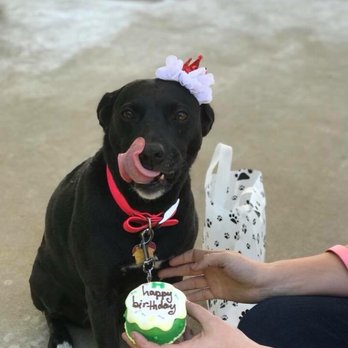 Gimmie A Bark - Pet Groomers Near Me - Friendswood, Texas