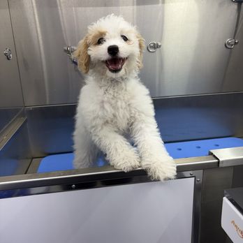 Fluff N Go - Pet Groomers Near Me