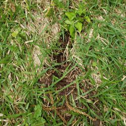 Scherz Landscape - About 2 months after sod was slayed