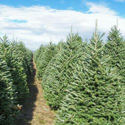 North Pole Xmas Trees