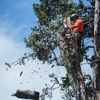 Top Notch Tree Service - Ohia take down! - Tree Services Near Me