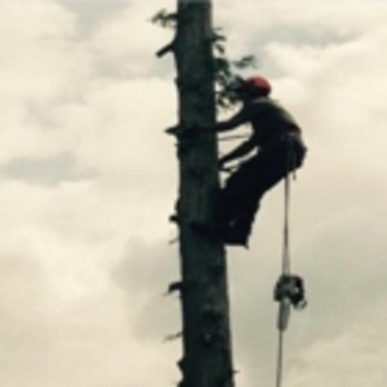 Pro Tree Services - Photo - Tree Services Near Me - Surrey, British Columbia Pro Tree Services - Photo - Tree Services Near Me - Surrey, British Columbia