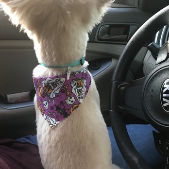 See Spot Clean - Pet Groomers Near Me - Goodyear, Arizona See Spot Clean - Pet Groomers Near Me - Goodyear, Arizona