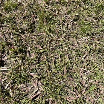 Thunder Basin Hydroseed - a closeup of a patch of grass - Landscaping Near Me - Gillette, Wyoming Thunder Basin Hydroseed - a closeup of a patch of grass - Landscaping Near Me - Gillette, Wyoming
