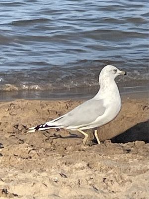 Kathy Osterman Beach House at Hollywood Beach by null