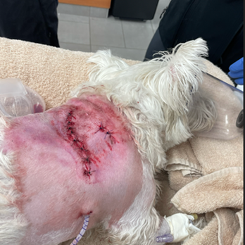 New Tampa Pet Resort - Deuce after surgery. - Pet Boarding Near Me - Lutz, Florida