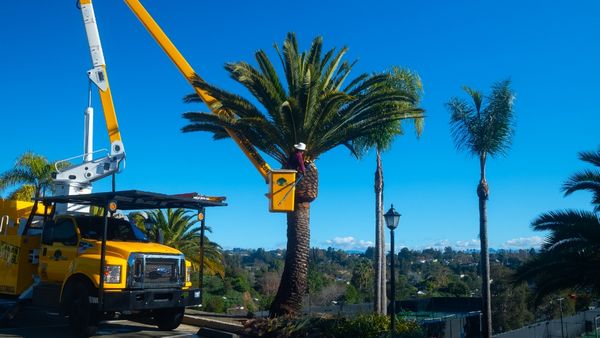 Commercial Tree Service - Commercial Tree Service Commercial Tree Service - Commercial Tree Service