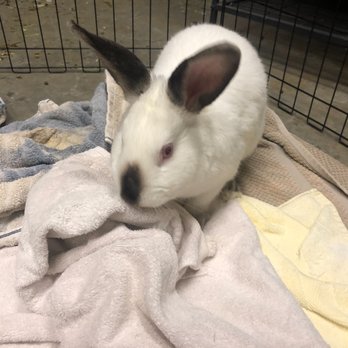 Bunbrella - Pet Sitting Near Me