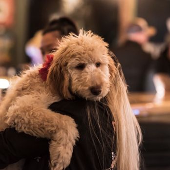 The Root Kava - a woman holding a dog - Tea Rooms Near Me - Boulder, Colorado