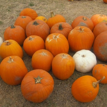 Peltzer Pumpkin Farm - Pumpkin Patches Near Me - Temecula, California
