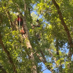Mike's Tree Service