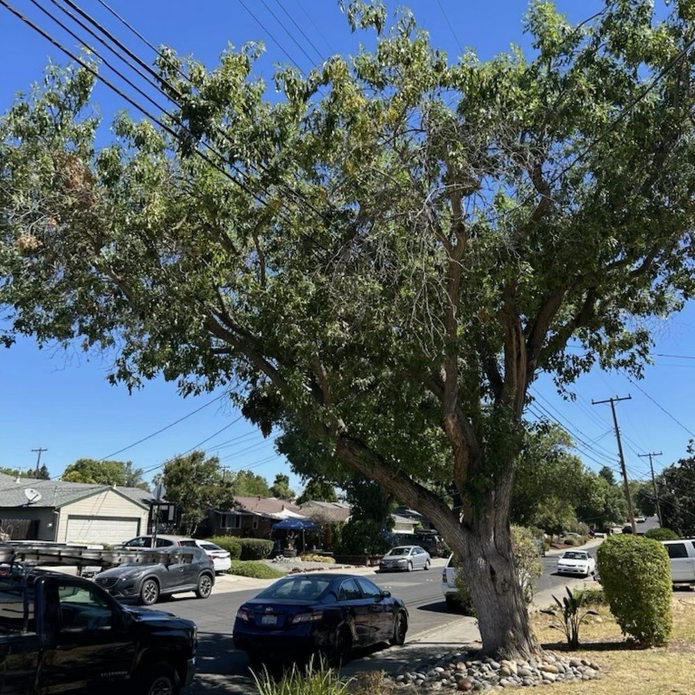 Bay Area Tree Pro - Tree growing over power lines - Tree Services Near Me Bay Area Tree Pro - Tree growing over power lines - Tree Services Near Me