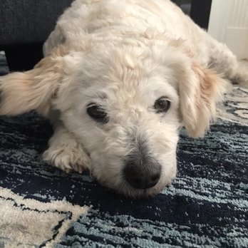 Susan's Pet Sitting - Happiness is being home & comfortable. - Pet Sitting Near Me