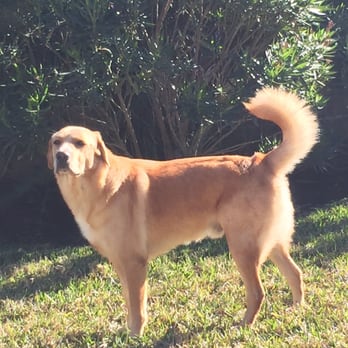 Houston Dog Behavior and Training - Bruce in the backyard enjoying the sun! - Pet Training Near Me