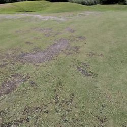 More Green