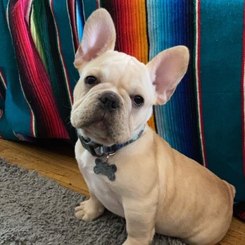 Distinctive French Bulldogs - Pet Breeders Near Me Distinctive French Bulldogs - Pet Breeders Near Me