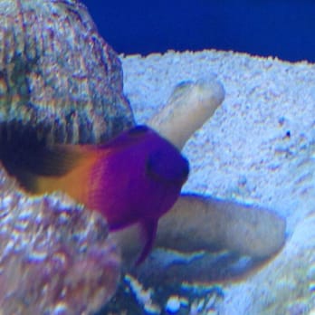 Greentree Pet Center - Pretty fish! - Pet Stores Near Me - Clarksville, Indiana Greentree Pet Center - Pretty fish! - Pet Stores Near Me - Clarksville, Indiana