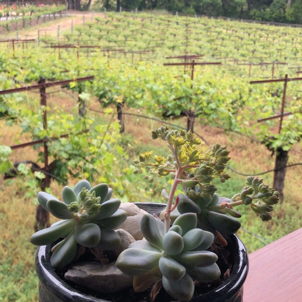 Martin Ranch Winery - View from non-member tasting area - Wineries Near Me - Gilroy, California