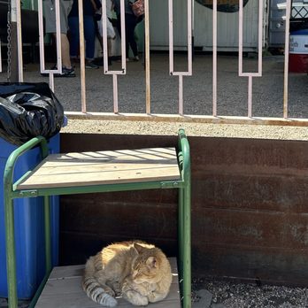 Franklin Barbecue - Franklin the Cat? - Barbeque Near Me - Austin, Texas