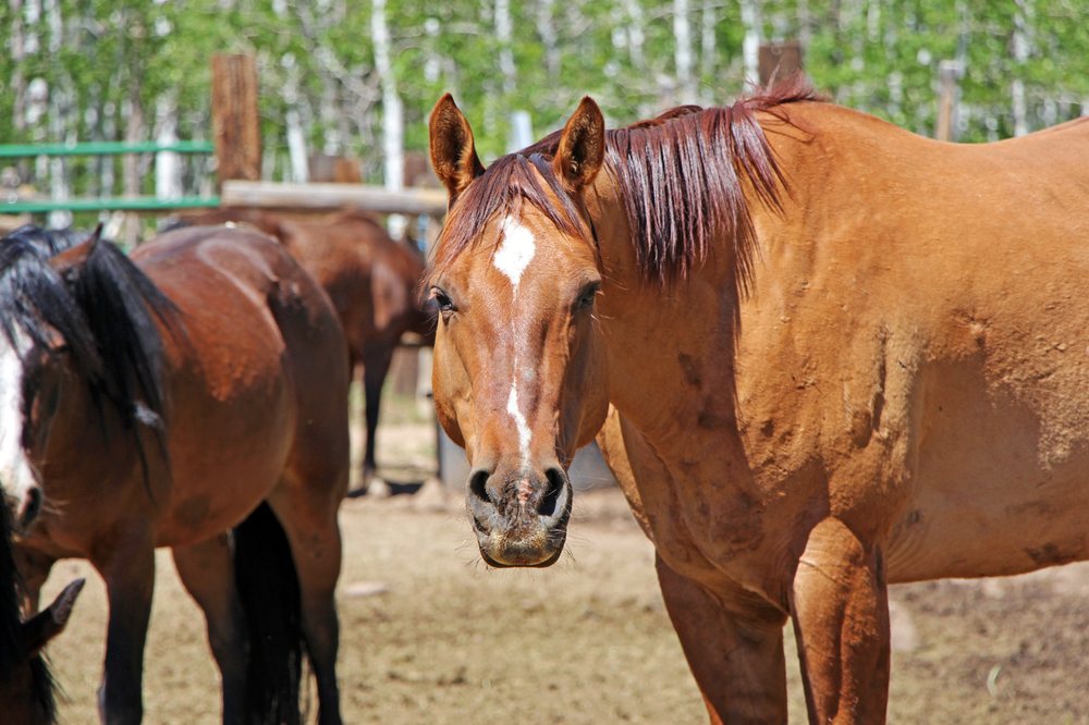 Reid Ranch Resort - equestrian in Salt Lake City, UT