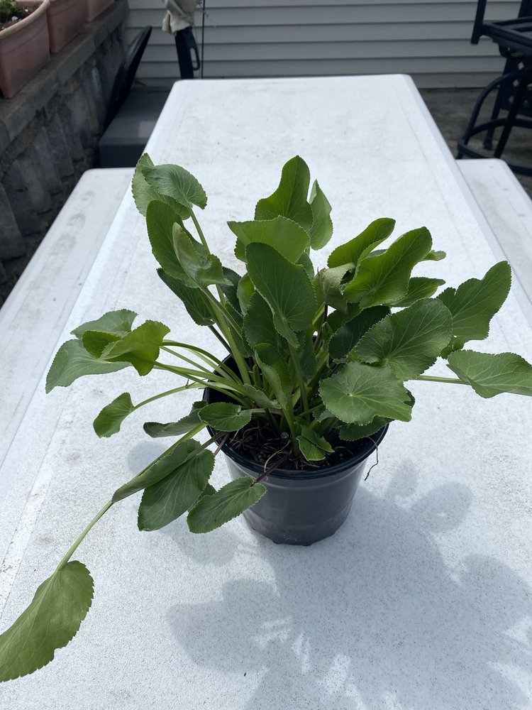 HEIMILLER GREENHOUSES Updated August 2024 3038 Ewings Rd, Newfane