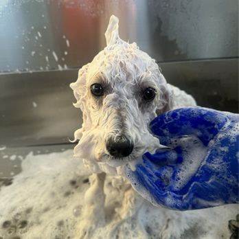 Pawfect Time - Wash time - Pet Groomers Near Me - Palm Desert, California Pawfect Time - Wash time - Pet Groomers Near Me - Palm Desert, California