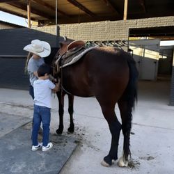 Horse Harmonies