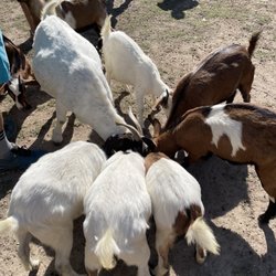 1870 Farm - Goats
