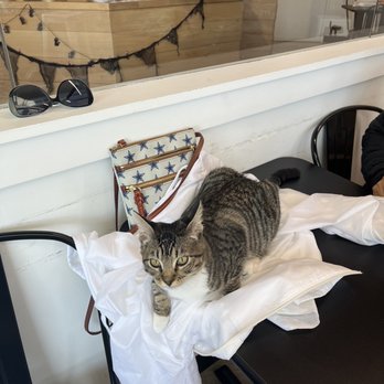 Felius Cat Café & Rescue - a cat sitting on a table - Pet Adoption Near Me - Omaha, Nebraska Felius Cat Café & Rescue - a cat sitting on a table - Pet Adoption Near Me - Omaha, Nebraska