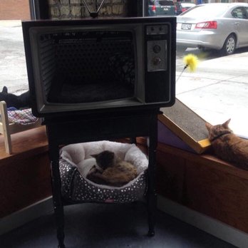Sip & Purr Cat Cafe - Pet Adoption Near Me - Milwaukee, Wisconsin
