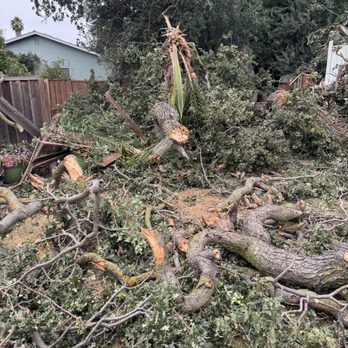 Abel's Tree Service - Mess - Tree Services Near Me - San Jose, California