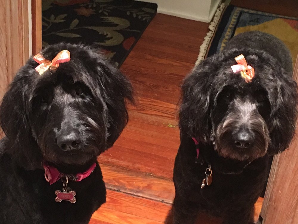 GROOMING BY LESA 46 Photos & 17 Reviews Pet Groomers 1829