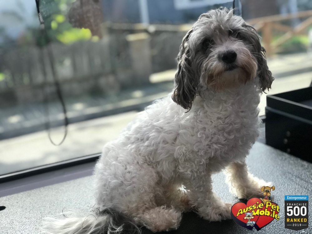 AUSSIE PET MOBILE VENTURA COUNTY Updated August 2024 68 Photos & 20