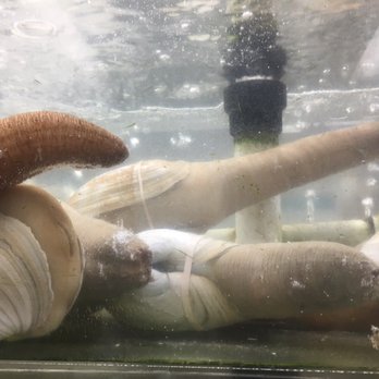 99 Ranch Market - Geoduck, hard to find usually, but just floating around here - Seafood Markets Near Me - Rowland Heights, California