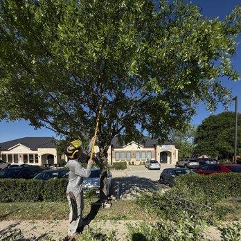 Tree M.D.'s - Tree Services Near Me - McKinney, Texas Tree M.D.'s - Tree Services Near Me - McKinney, Texas