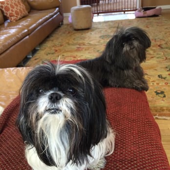 Peaceful Pets - Max and Sophie - Dog Walkers Near Me