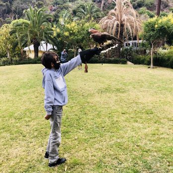 Catalina Falconry Experience - Active Life Near Me - Avalon, California Catalina Falconry Experience - Active Life Near Me - Avalon, California