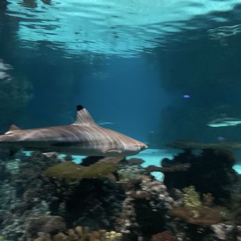 National Aquarium - Shark Enclosure - Aquariums Near Me - Baltimore, Maryland National Aquarium - Shark Enclosure - Aquariums Near Me - Baltimore, Maryland