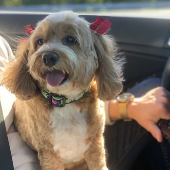 City Pet Grooming - Pet Groomers Near Me - Raleigh, North Carolina City Pet Grooming - Pet Groomers Near Me - Raleigh, North Carolina