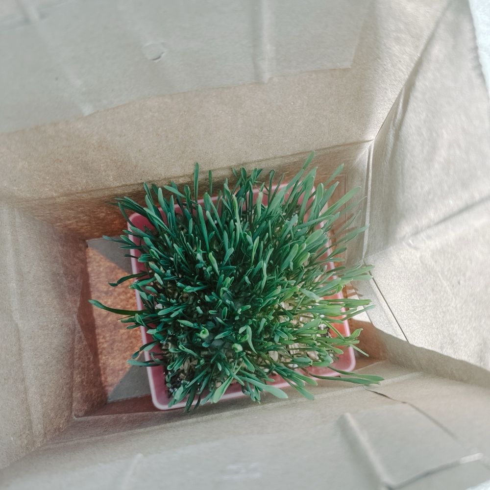 HousePlant Baltimore - Cat grass! - Nurseries & Gardening Near Me - Baltimore, Maryland