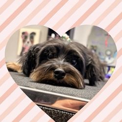Spoiled Petz