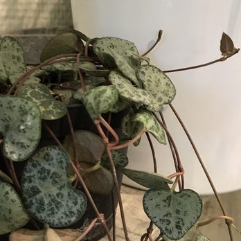 Lotus Fleurs - Ceropegia - Florists Near Me - Lyon, 69