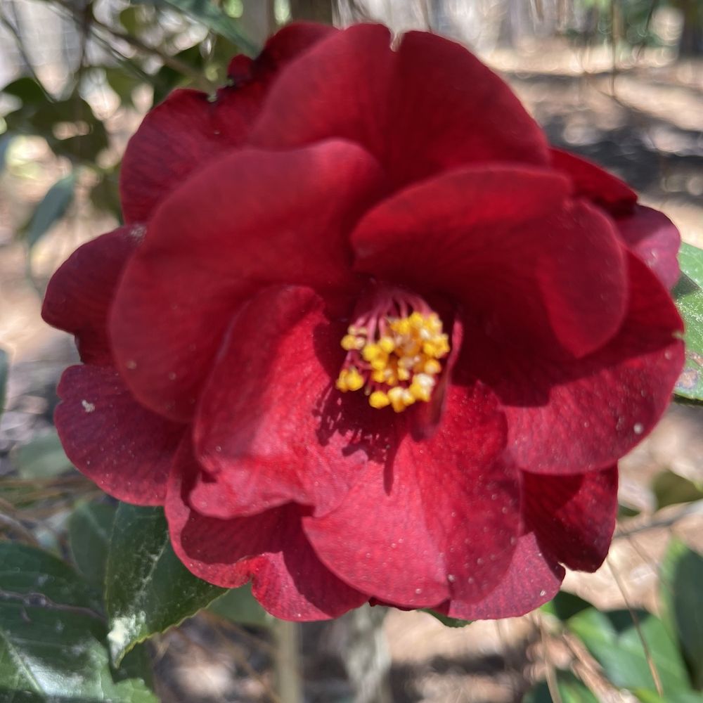 Columbus Botanical Garden - Camellia blooming early March. Would recommend February for full blooming - Botanical Gardens Near Me - Columbus, Georgia