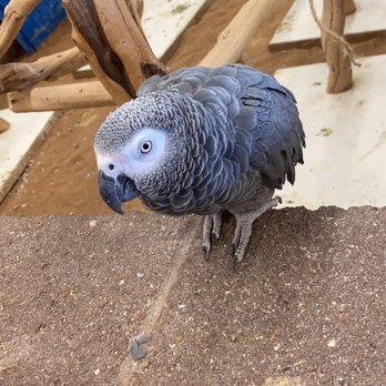 Tropical Kingdom - Niko - Pet Stores Near Me - Tucson, Arizona
