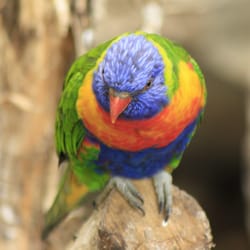 Cerza zoo