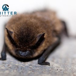 Critter Authority - Bat removal services in Richmond, Henrico and Hanover, VA.
