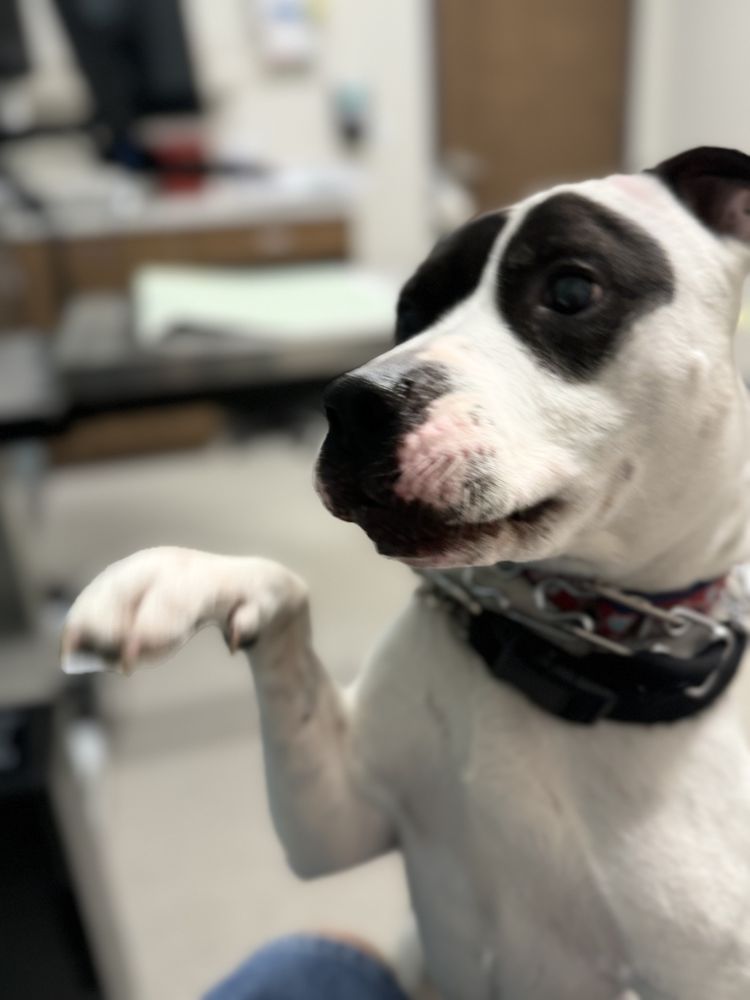 RED BANK VETERINARY HOSPITAL HILLSBOROUGH Updated September 2024