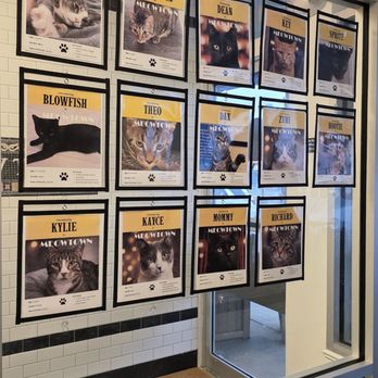 MeowTown Cat Lounge - Pet Adoption Near Me - McLean, Virginia